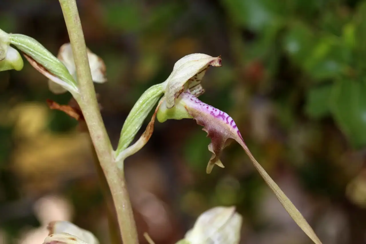 Antalya’nın Endemik Bitkilerini Koparmanın Bedeli Ağır 5